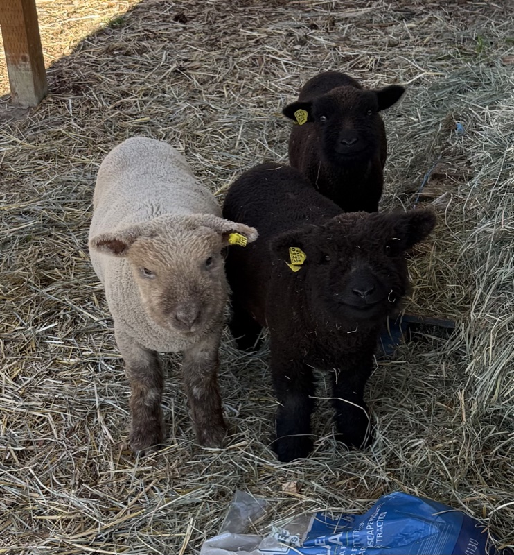 Socks and Sweaters, the babydoll sheep