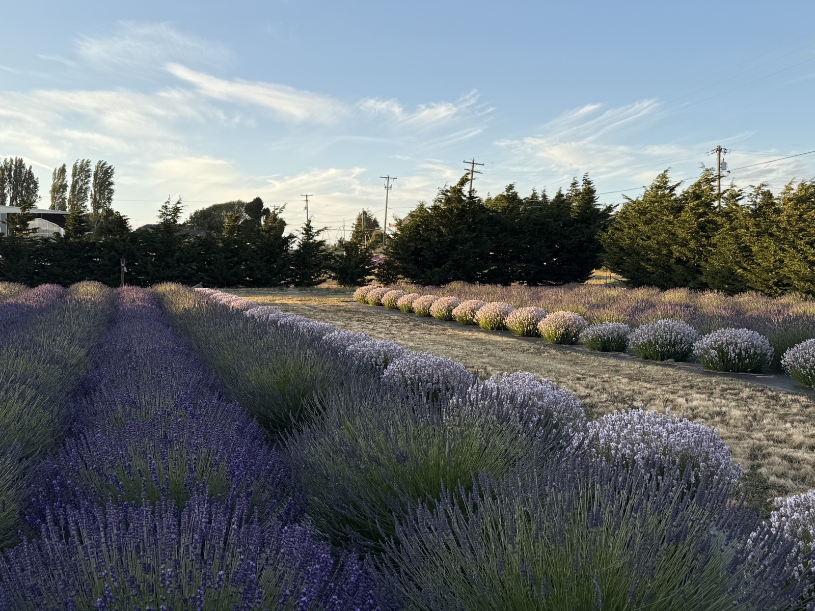Peak lavender bloom