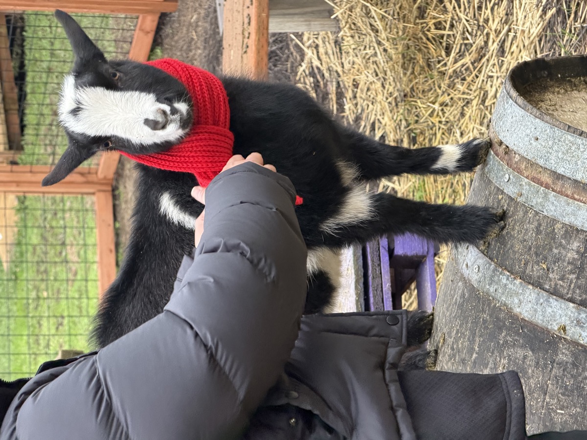 Baby goat in red sweater