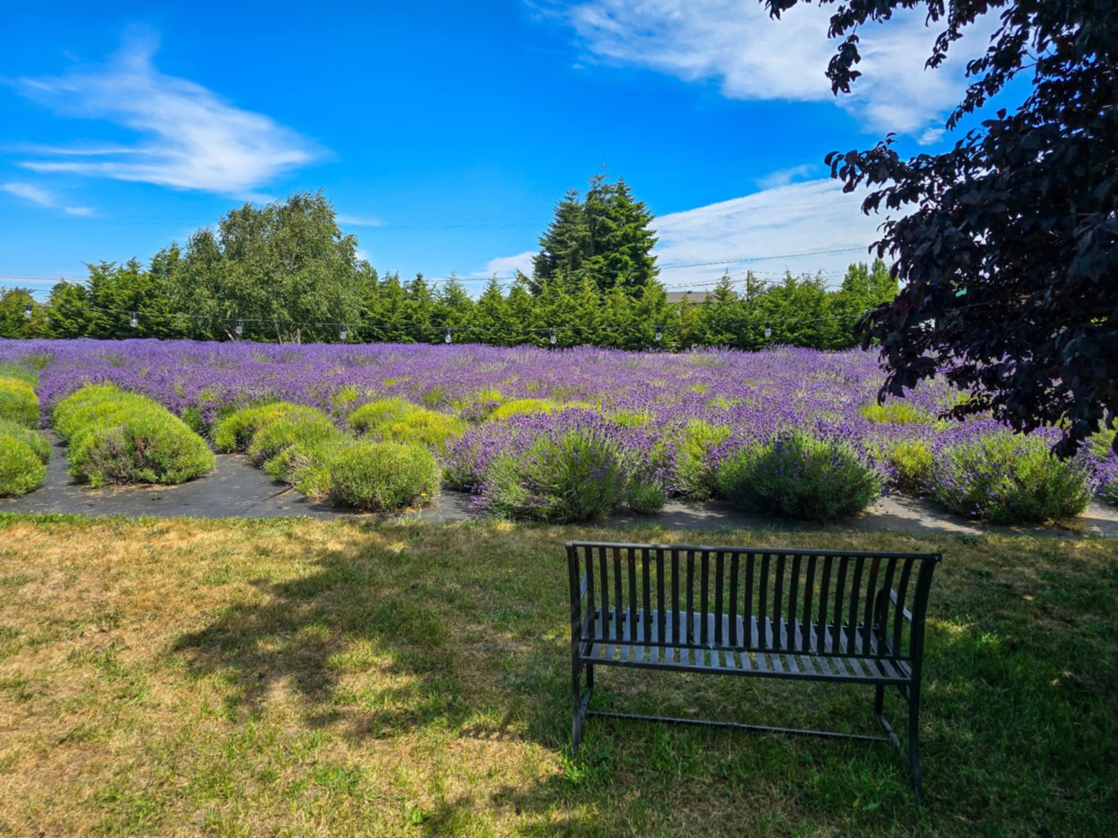 Bench overlooking lavender rows