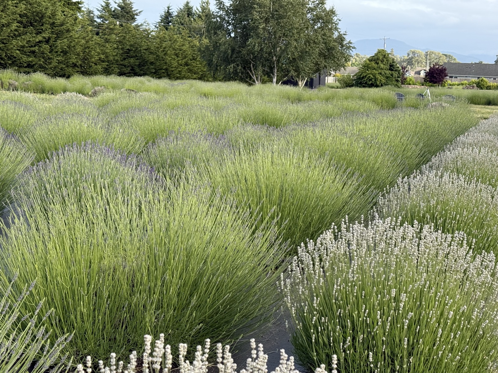 Lavender varieties in rows